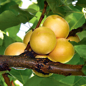 Саженцы абрикоса Эдельвейс
