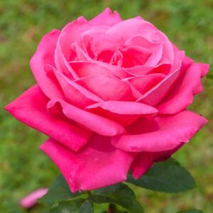 Саженцы розы Леди Митчел