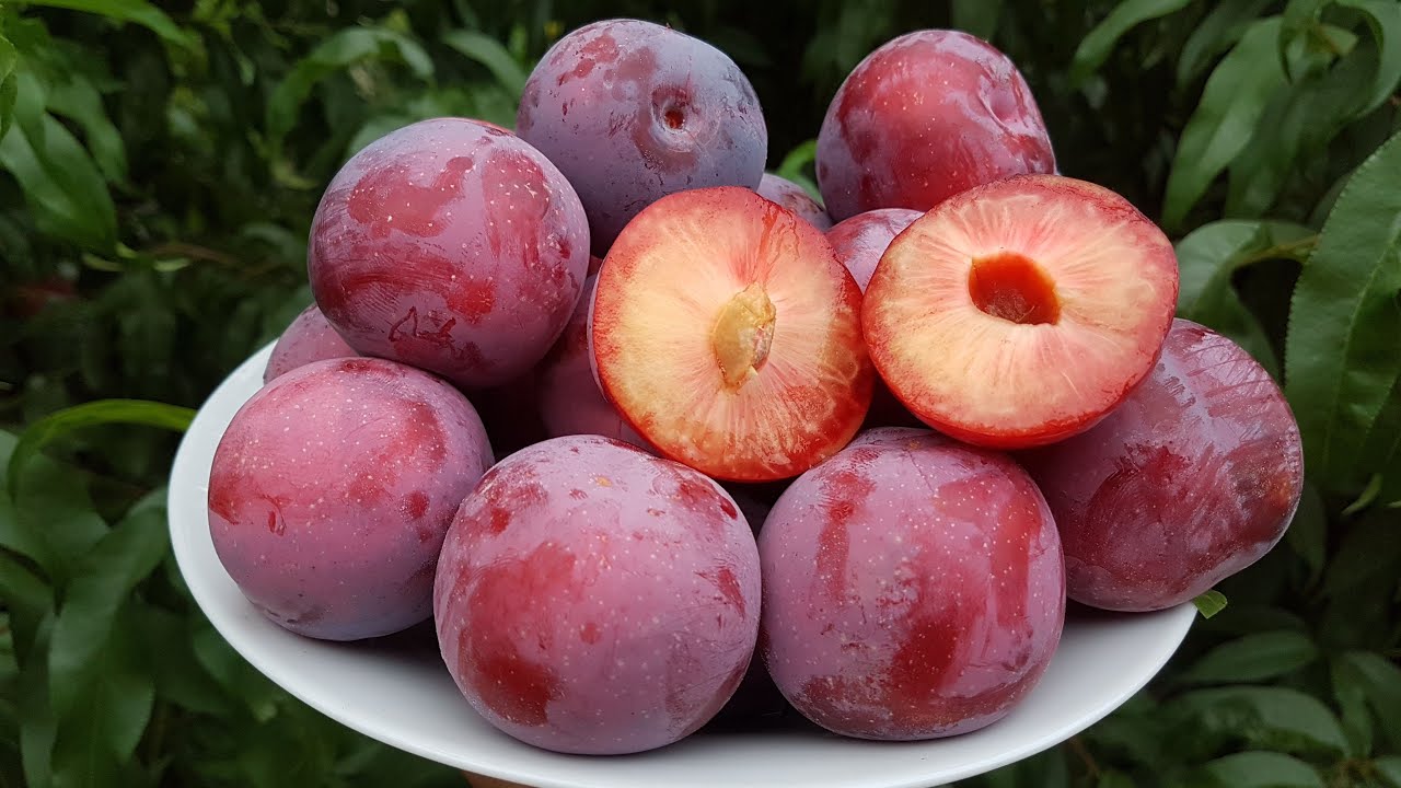 Саженцы алычи Десертная