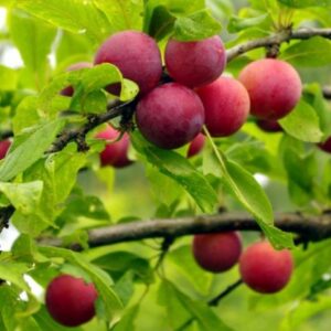 Саженцы алычи Дынная