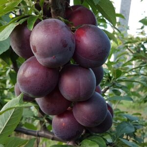 Саженцы алычи Морозостойкая