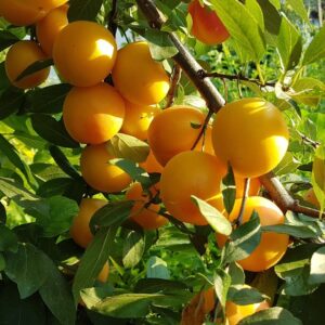 Саженцы алычи Румяная зорька