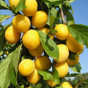 Саженцы алычи Сонейка