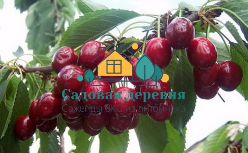Саженцы черешни Аделина