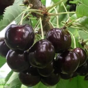 Саженцы черешни Дайбера Чёрная