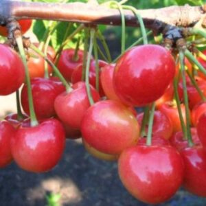 Саженцы черешни Франц Иосиф