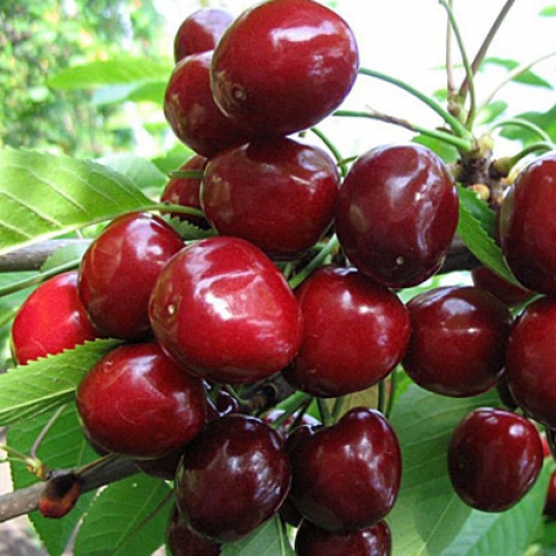 Саженцы черешни Лена