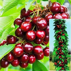 Саженцы черешни колоновидной Сэм