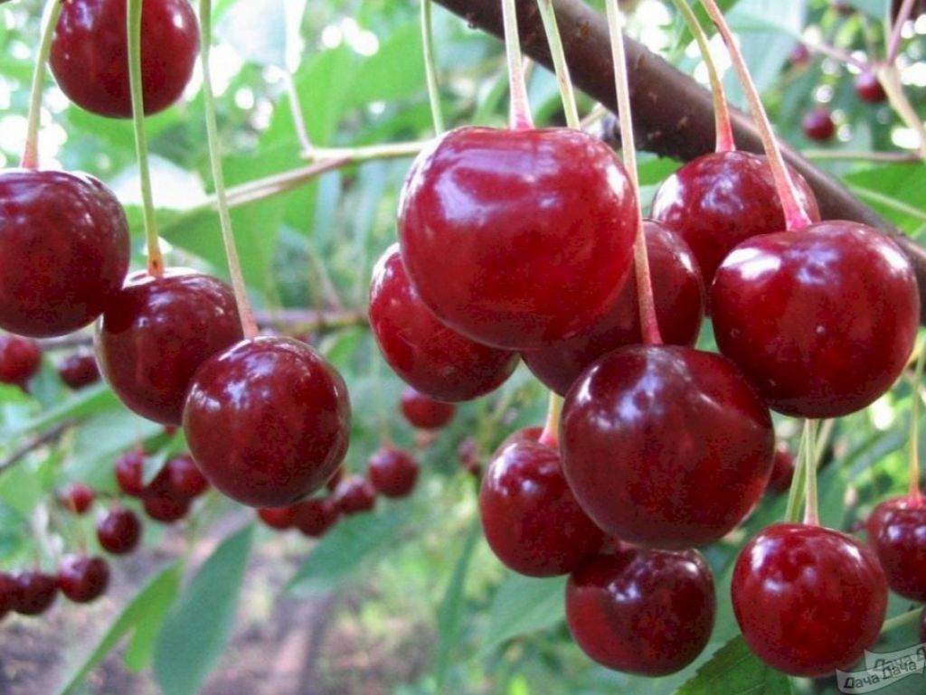 Саженцы черешни Зюбарова