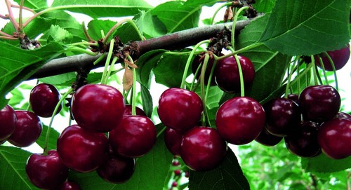 Саженцы черевишни (дюк) Фесанна