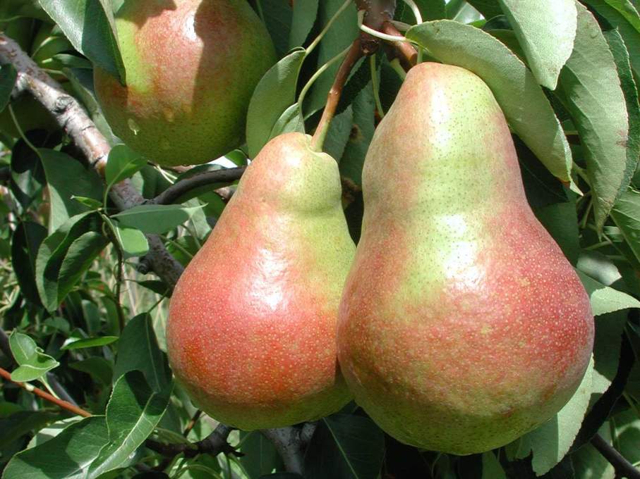 Саженцы груши Амфора