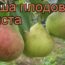 Саженцы груши Ириста