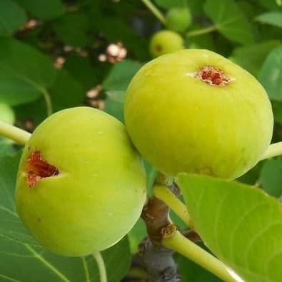 Саженцы инжира Белый Адриатический