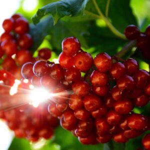 Саженцы калины Садовая