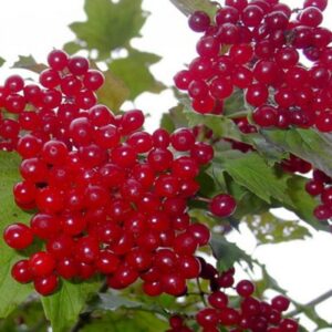 Саженцы калины Соузга
