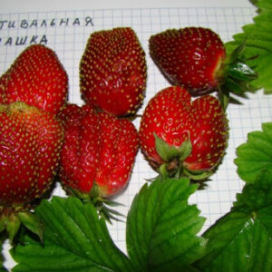 Саженцы клубники Фестивальная Ромашка