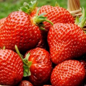 Саженцы клубники Флоренс