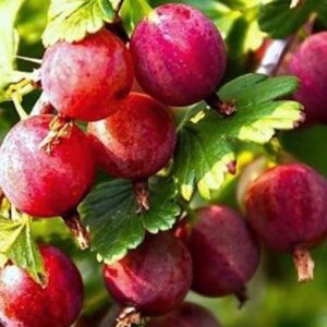 Саженцы крыжовника Машека