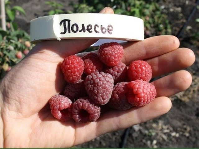Саженцы малины Полесье
