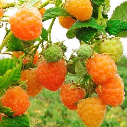 Саженцы малины Желтый Пингвин
