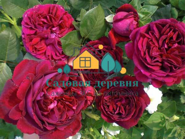 Саженцы розы Астрид Графин Фон Харденберг