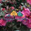 Саженцы розы Вентило