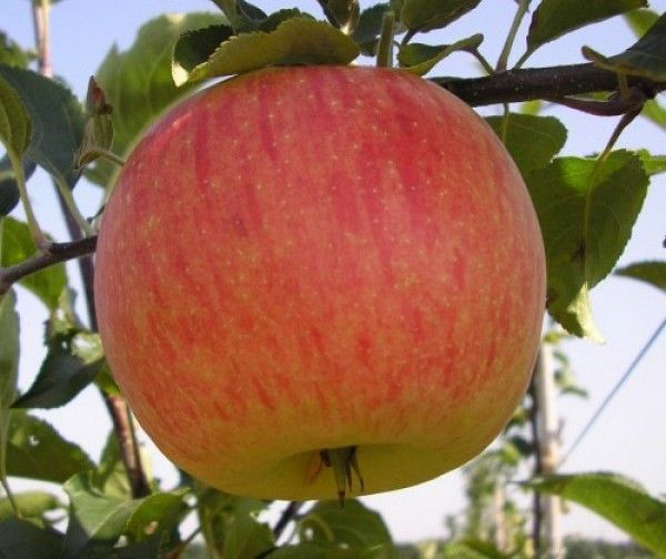 Саженцы яблони Орловское полосатое