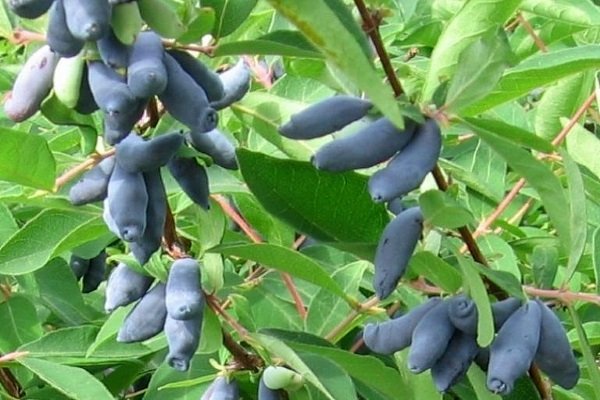 Саженцы жимолости камчатской Сибирячка