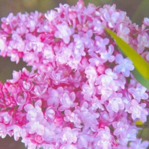Саженцы сирени Белая ночь
