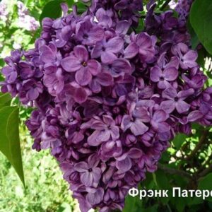Саженцы сирени Фрэнк Патерсон