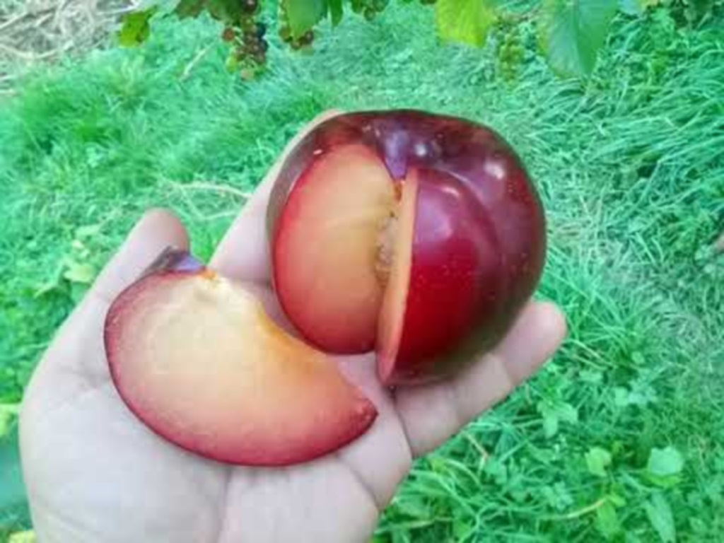 Саженцы сливы Бербанк Гигант