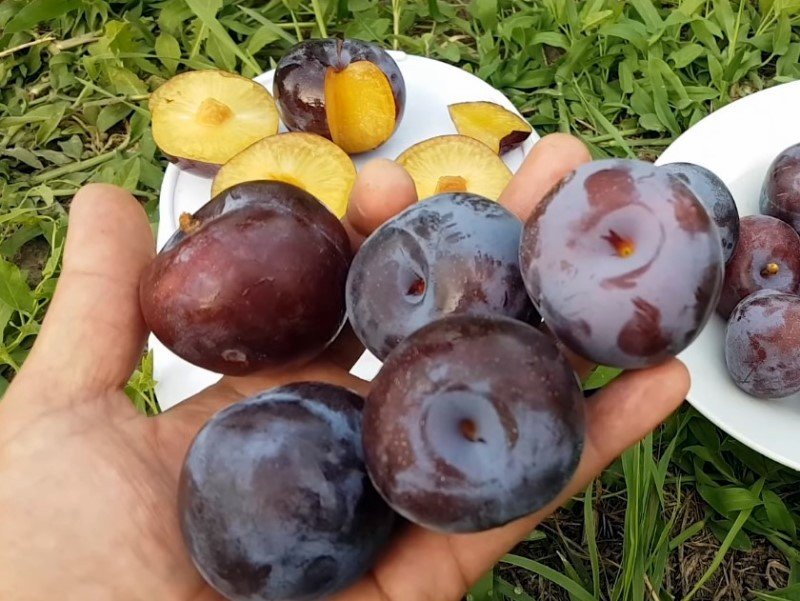 Саженцы сливы Блю Кармен
