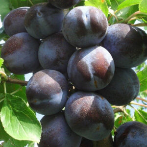 Саженцы сливы Чачакская крупноплодная