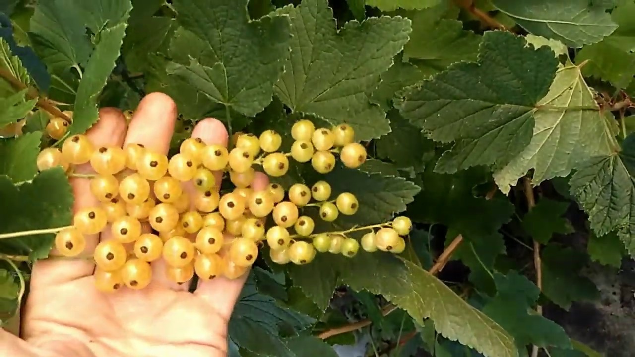 Саженцы смородины белой Баяна