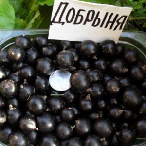 Саженцы смородины черной Добрыня