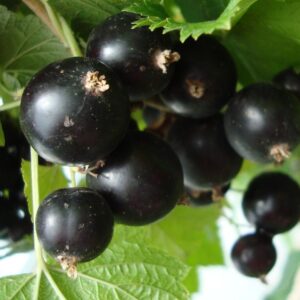 Саженцы смородины черной Изюмная
