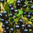 Саженцы смородины черной Изюмная