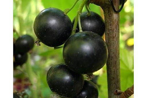 Саженцы смородины черной Наследница