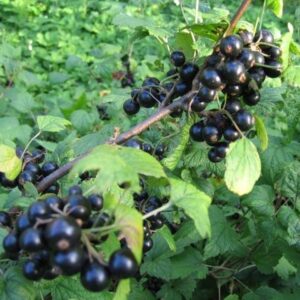 Саженцы смородины черной Валовая