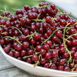Саженцы смородины красной Алтайская рубиновая