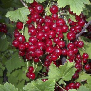 Саженцы смородины красной Бараба