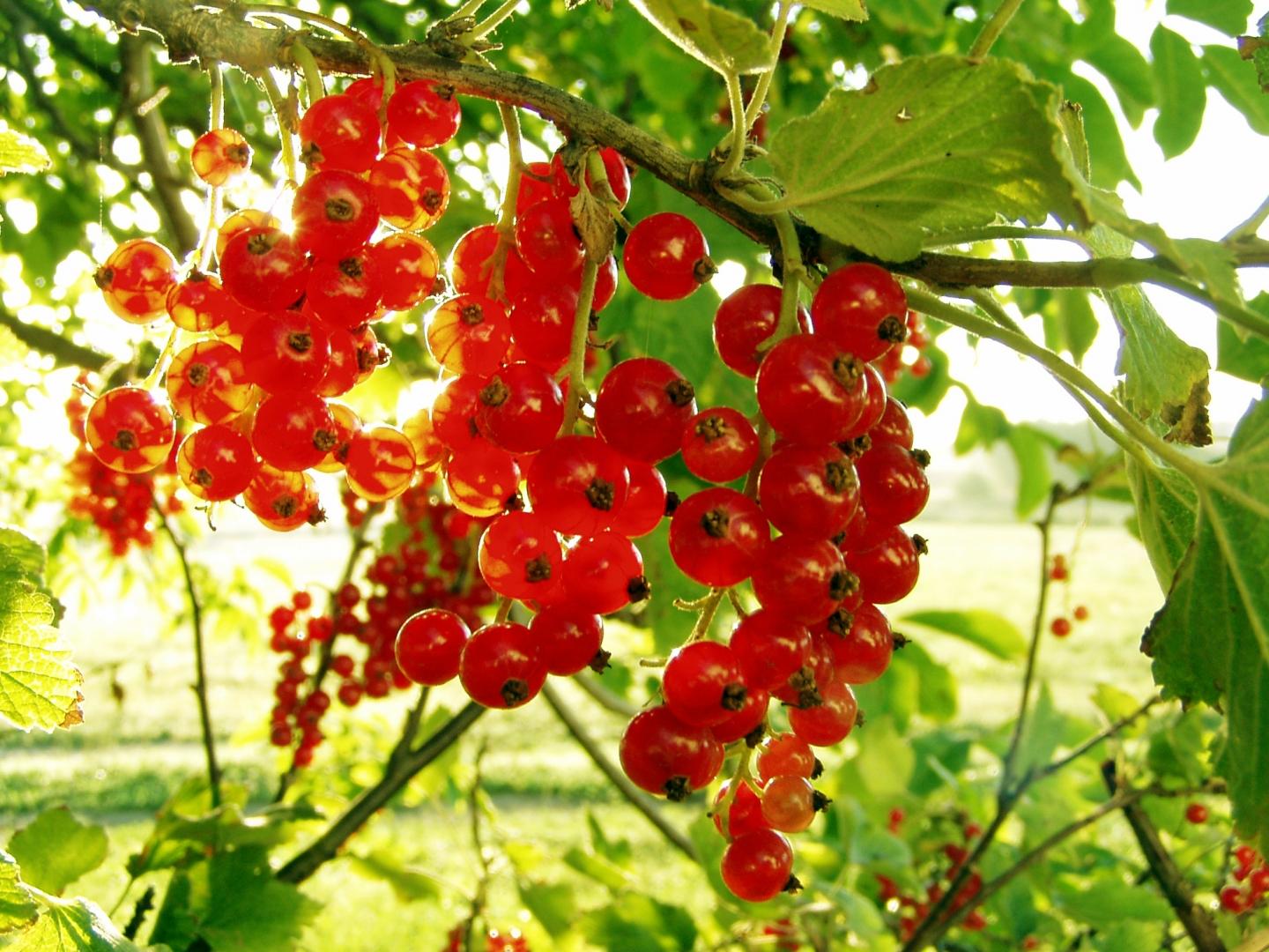 Саженцы смородины красной Серпантин
