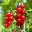 Саженцы смородины красной Уральский сувенир