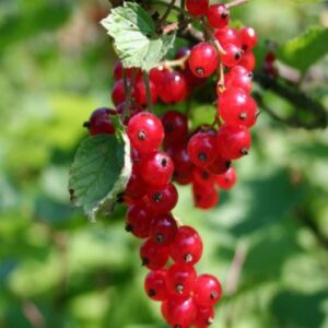 Саженцы смородины красной Уральский сувенир