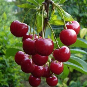 Саженцы вишни Лебедянская