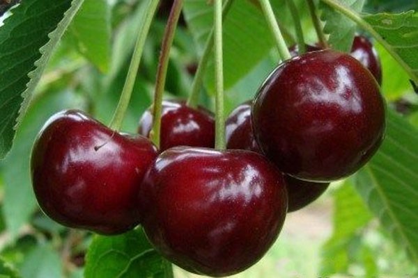 Саженцы вишни Память Еникеева
