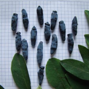 Саженцы жимолости Памяти Гидзюка