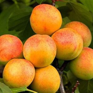 Саженцы абрикоса Юбилейный