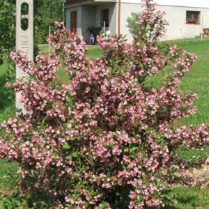 Саженцы вейгелы Приятная