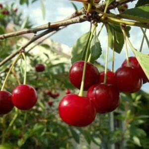 Саженцы вишни Курчатовская